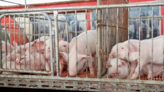 三大豬企3月豬產(chǎn)品銷售收入同比均下降，銷售均價同比降三成