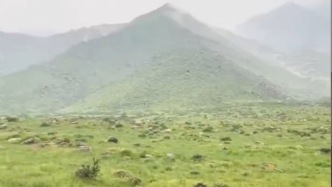 贺兰山近日雨水充沛戈壁滩已绿草如茵，连护林员都大开眼界