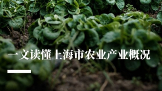 一文读懂上海市主要农作物种植面积概况