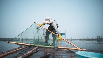 阳澄湖蟹农：首次遭遇持续高温+强台风，有惊无险