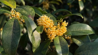 上海秋天第一縷桂花香來了，刷新植物園最晚開花紀錄