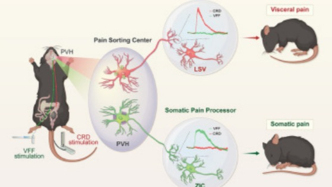 Neuron｜下丘脑室旁核的“双重人格”：如何区分内脏疼痛和体表疼痛