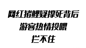 “网红猪鲤”疑撑死背后，游客热情投喂拦不住