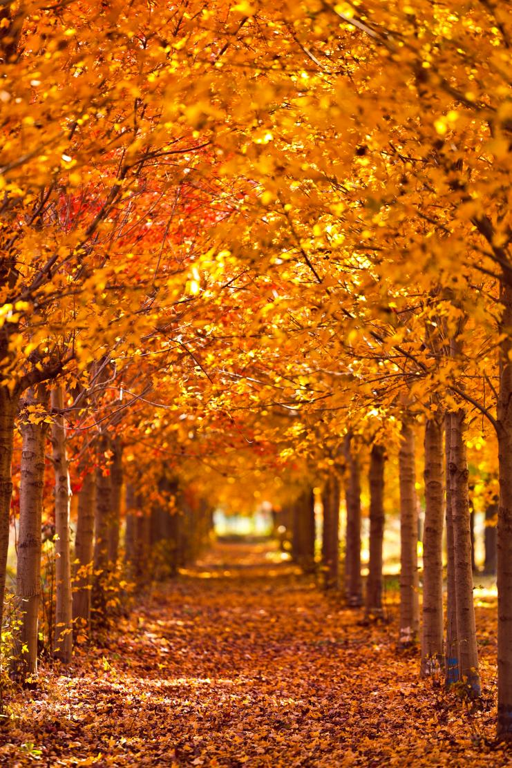 秋色如画好"丰"景