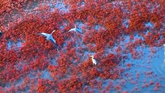 大美中國(guó)丨秋色連波惹人心醉，山東這片“紅海灘”迎來最佳觀賞季