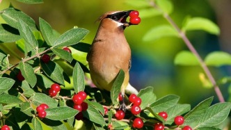 这对火烈鸟夫夫，带大了自己孵出来的孩子丨自然小喇叭