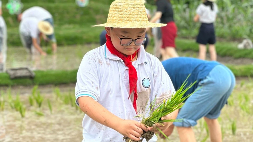 丰收啦！历经四个月，上海这群小学生收获了自己种的水稻