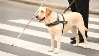 申请导盲犬要邻居100%同意，宠物犬无需征询？盲人有点晕