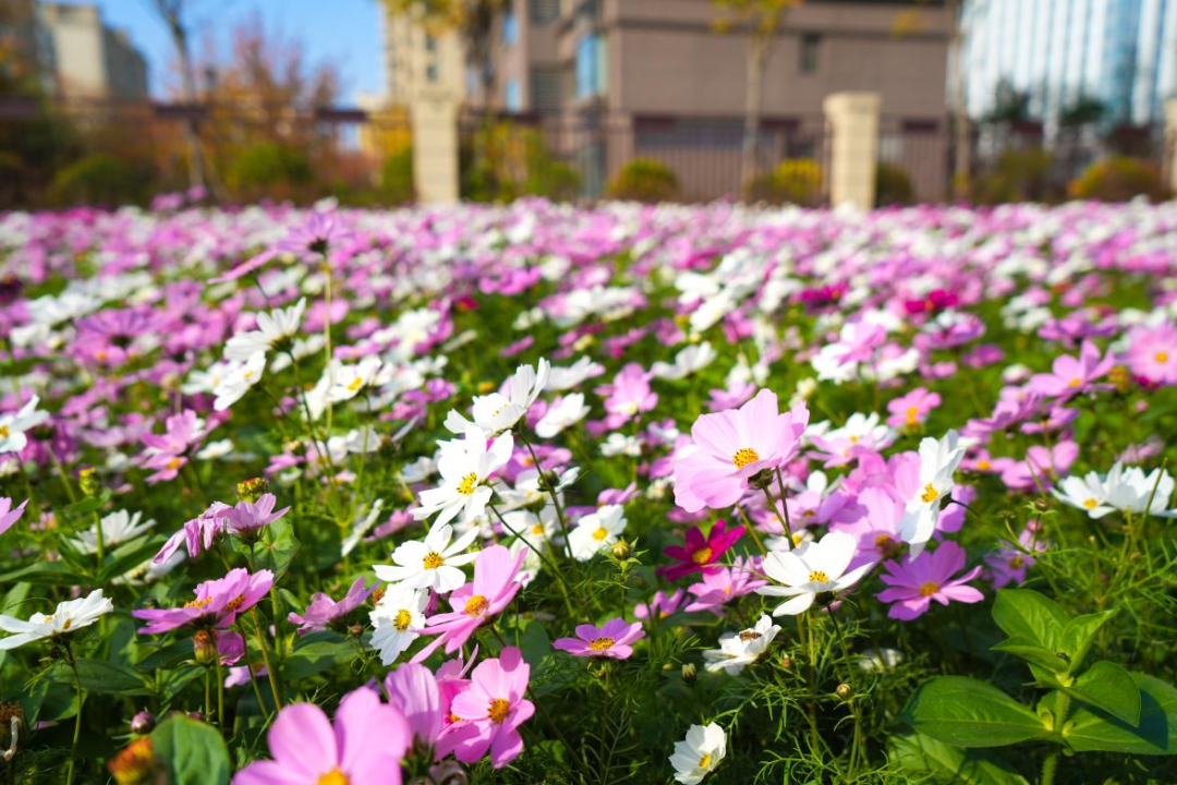 山东日照:波斯菊的花海盛宴