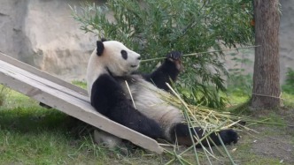 大熊貓康康臀部和腿部大面積脫毛？ 上海野生動物園回應