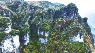 开州区发现大片国家一级保护植物——野生红豆杉