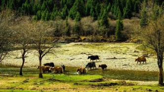 【美丽四川】草甸，从峡谷到冰川的阶梯||贾璋岷 