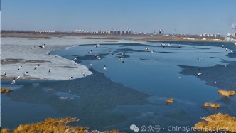 绿会保护地建言黑龙江“林长制”：应积极联合环保志愿者，守护冰雪之乡