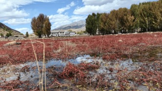 【散文】稻城遗梦||盛红 