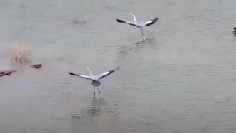 大美中國丨成群候鳥陸續飛抵江蘇洪澤湖越冬