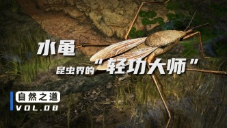 绝技“轻功水上漂”，是如何被水黾练成的？