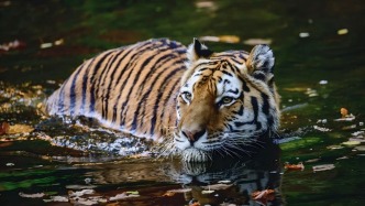 野生動物“肇事”，何以為解？