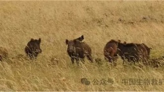 山中无老虎，野猪称大王｜人与野生动物的边界渐趋于模糊