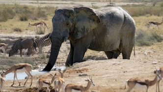 “動物保護災難”！大象發生群體死亡事件，氣候變化難辭其咎！