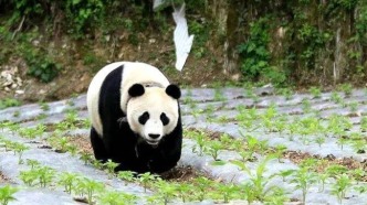 【大熊猫文化】李后强：国宝大熊猫的宽窄智慧 