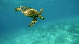 食用海龜導致食物中毒：隨意濫食野生動物，后果很嚴重