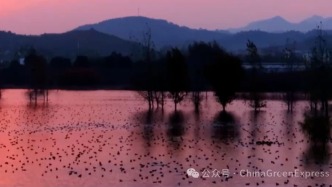 河南陆浑湖迎来大批候鸟，嵩县电网积极为候鸟护航｜“候鸟生命线”