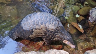 三部门联合发文：强化穿山甲保护管理，筑牢生物多样性防线