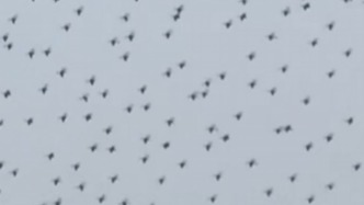 福建一地大量无人机表演中失控坠海，驾驶无人机要注意这些