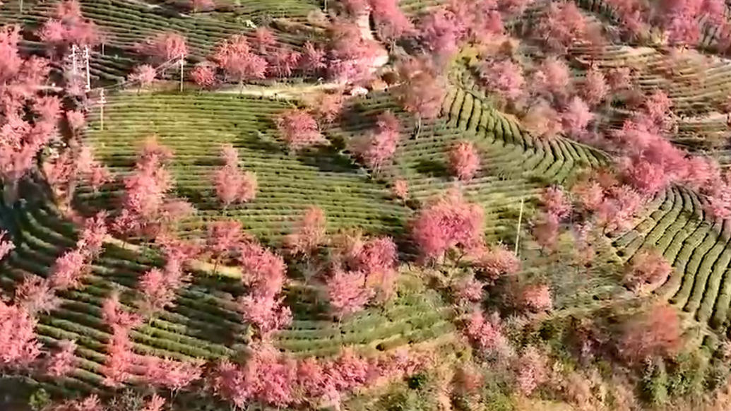 大美中国 | 云南无量山樱花谷冬日绚烂绽放