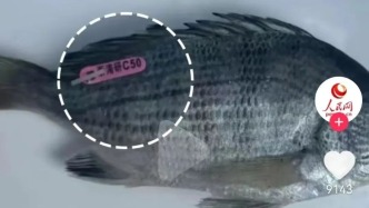 浙江臺州驚現“編碼魚”，背后藏何玄機？