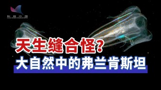 可以异体拼接疗伤！揭秘“缝合怪”栉水母的融合奥秘