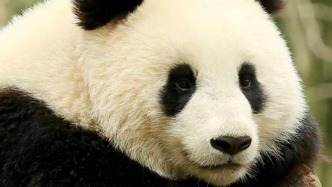 【追忆】从胡锦矗留下的实物看“大熊猫之父”的科研人生||杨晓江 