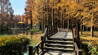 2800余株池杉红了，上海这片水上森林进入“颜值巅峰”