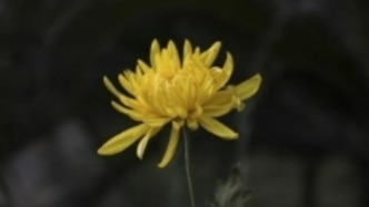 萍乡市中级人民法院审判员余向阳因病逝世，年仅57岁