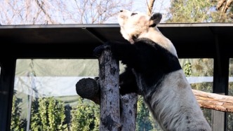 大熊猫丫丫站得笔直，沐浴新年阳光