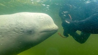 北极日记 | 岩熊猜想 -8- ”浮潜“的终极