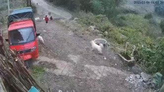 云南大關縣3歲女童遭狗群撕咬：全身多處皮膚裂傷，仍在ICU救治