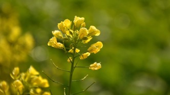 我国科学家培育油菜新品种，含油量达65.2%