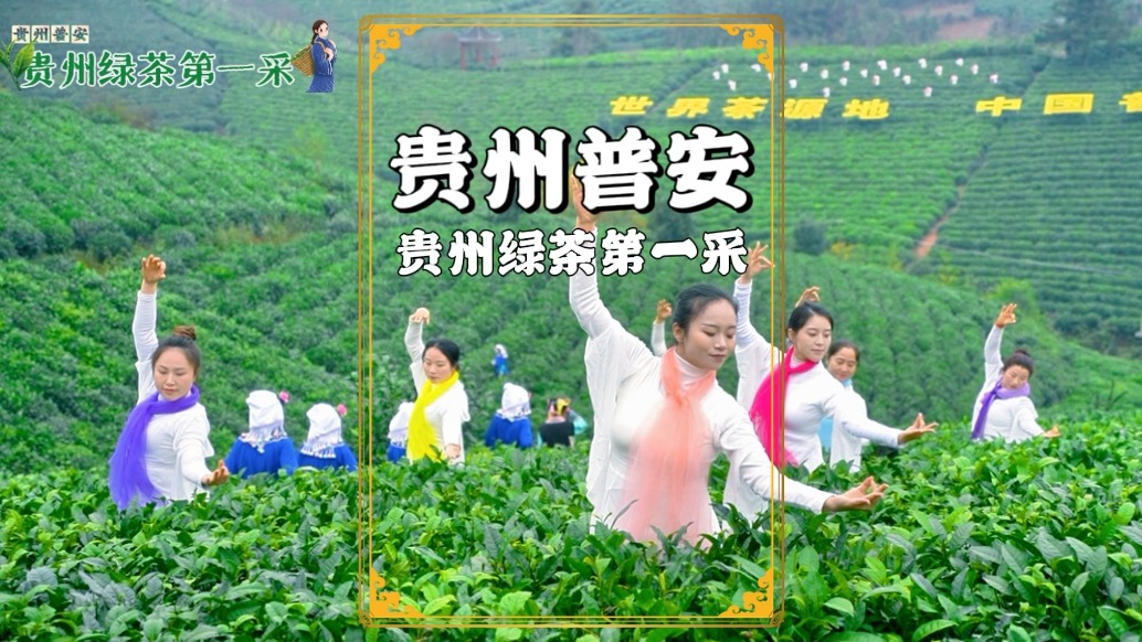 贵州普安：世界茶源地，绿茶第一采