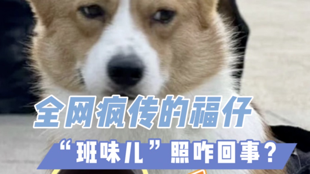 全网疯传的福仔“班味儿”照,究竟咋回事?训导员在线揭秘!