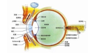 為啥天冷時眼睛卻感覺不到冷？奇怪的知識又增加了……