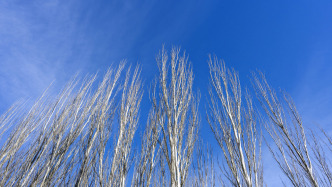 著名军旅歌曲《小白杨》的诞生地，新设立了小白杨镇