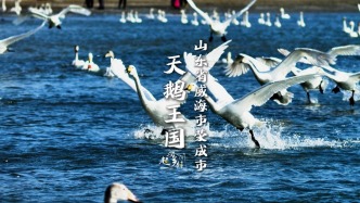 山東榮成煙墩角村，是如何成為全國聞名的“天鵝王國”的？