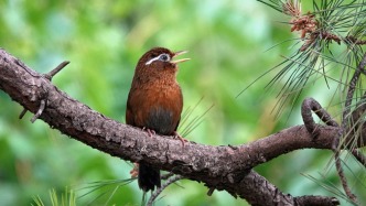 獵捕99只畫眉鳥，三被告人犯危害珍貴、瀕危野生動物罪獲刑