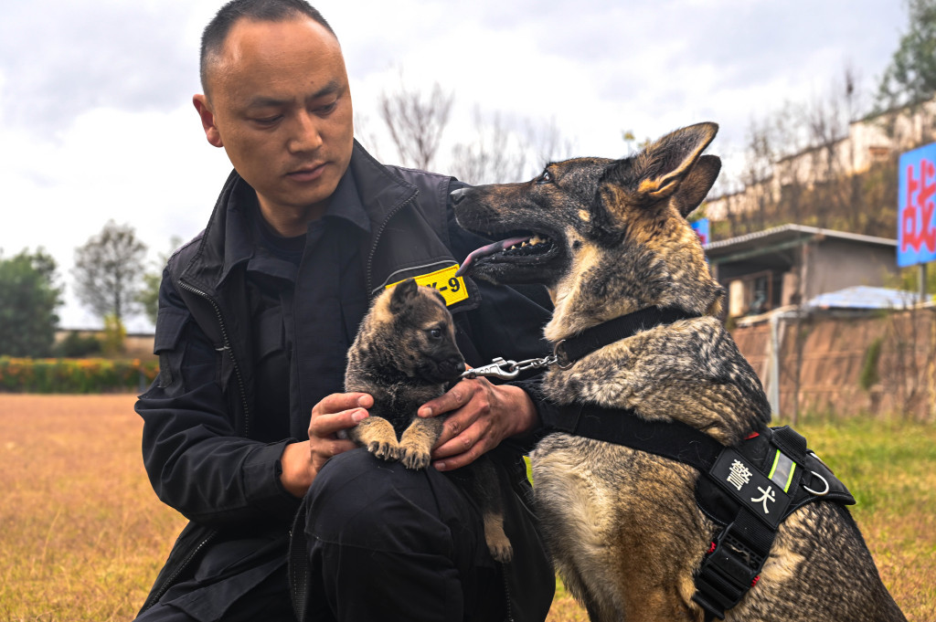 云南一搜捕警犬连续四周被基地“通报”:“在战友床上尿尿” 第1张 云南一搜捕警犬连续四周被基地“通报”:“在战友床上尿尿” 第1张