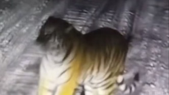 云南一女子為博眼球編造“山中有老虎”虛假視頻，被警方處罰