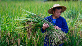 农业农村部：近10年，主要粮食作物的良种已迭代升级两轮