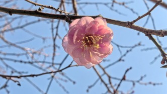 上海辰山植物園今年第一朵梅花綻放，二月迎來賞梅期