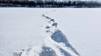 視頻丨黑龍江饒河發現野生東北虎足跡