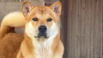 中華田園犬被移出廣州禁養犬名單